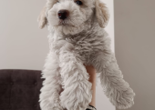 Maltipoo 2 aylık yavrular